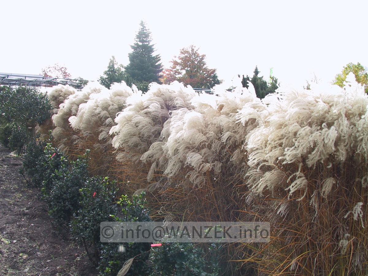 Miscanthus sinensis Kleine Fontaene Herbst1.JPG